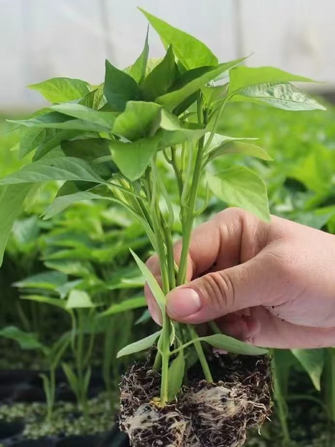Widely Popular Nursery Seeding Line price
